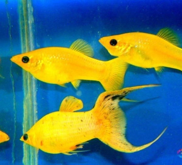 Моллинезия желтая лирохвостая (Poecilia sphenops Gold Molly)
