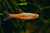 Микрорасбора Бригитты (Boraras brigittae)
