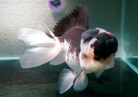 Оранда черно-белая (Goldfish Oranda black-white)