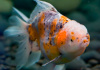 Оранда ситцевая  (Goldfish Oranda calico)