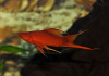 Меченосец Геллера красный лирохвостый (Xiphophorus helleri Red Lyretail)