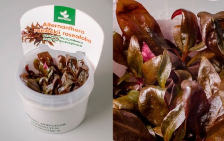 Альтернантера розоволистная меристемная (Alternanthera reineckii rosaefolia)