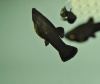 Моллинезия черная  (Poecilia sphenops Black Molly)