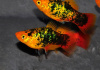 Пецилия закат ситцевый (Xiphophorus maculatus sunset calico Platy)