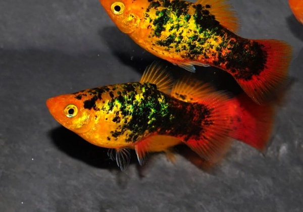 Пецилия закат ситцевый (Xiphophorus maculatus sunset calico Platy)