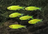 Данио рерио Глофиш желтый (Danio rerio glofish)