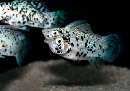 Моллинезия Долматинец (Poecilia sphenops)