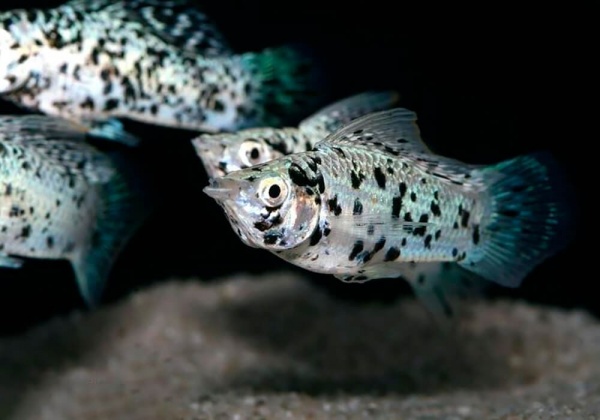 Моллинезия Долматинец (Poecilia sphenops)