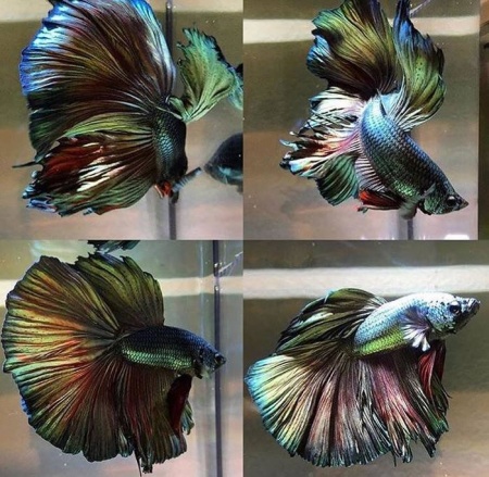 Петушок Халф Мун медный самец (Betta male Halfmoon Copper)
