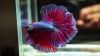 Петушок Халф Мун саламандра самец (Betta male Halfmoon salamandra)