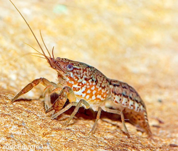 Рак мраморный (Procarambus virginalis)