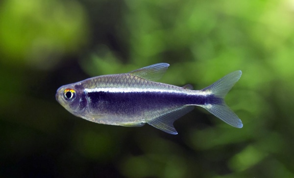 Неон чёрный (Hyphessobrycon herbertaxelrodi)